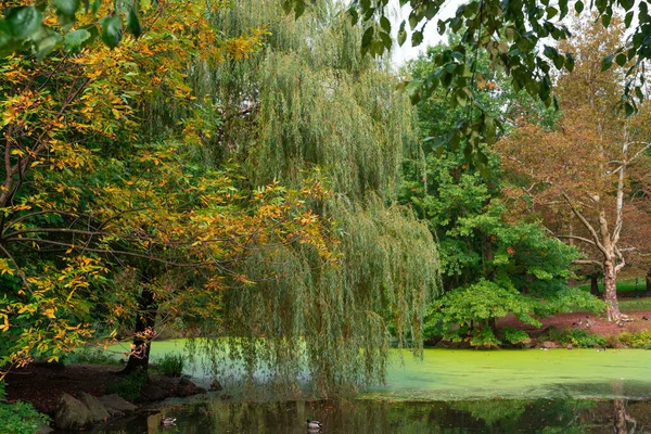 Beautiful Scenic View Central Park New York City Manhattan — Stock Photo, Image