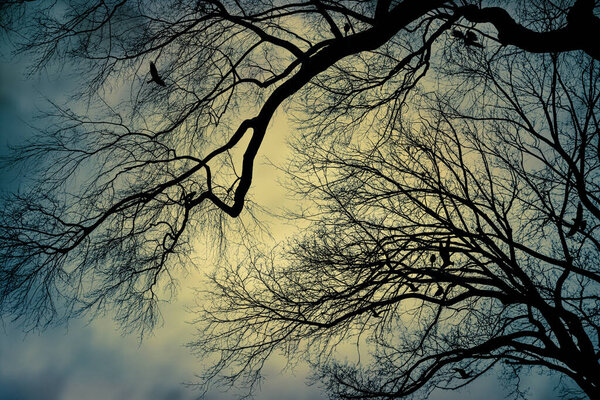 Textured image of Bare tree branches with black crows with a mysterious look