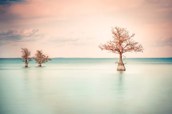 静かな湖で見る3本のヒノキの木のミニマルなイメージ — ストック写真