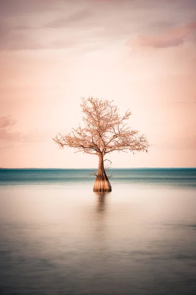 Yalnız Selvi Ağacının Minimalist Görüntüsü Sakin Gölde Görülür — Stok fotoğraf