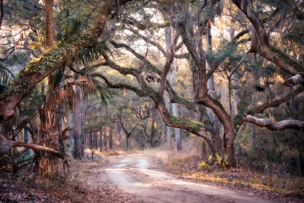 Ağaçlar Spanyol Yosunlarıyla Güney Carolina Ormanlarından Geçen Yol — Stok fotoğraf