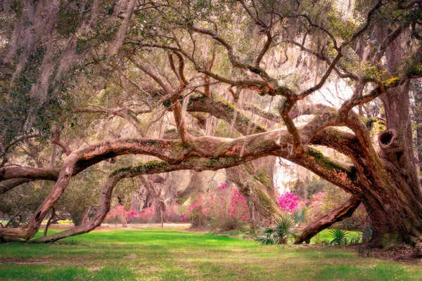 Prachtig Landschap Met Eikenbomen Spaanse Mos Gezien Het Voorjaar — Stockfoto