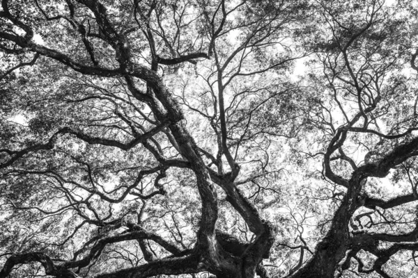 Svart Och Vit Detaljerad Bild Historiska Angel Oak Träd — Stockfoto