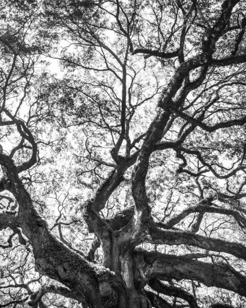 Svart Och Vit Detaljerad Bild Historiska Angel Oak Träd — Stockfoto