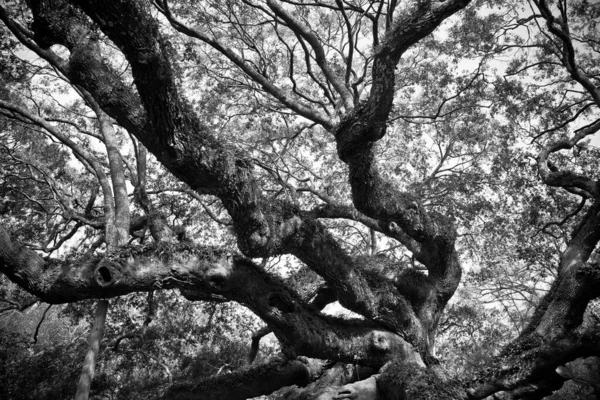 Imagem Detalhada Preto Branco Histórico Árvore Angel Oak — Fotografia de Stock