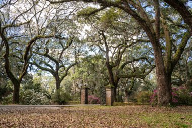 Baharda ağaçlar ve bahçe kapısı olan bir manzara.