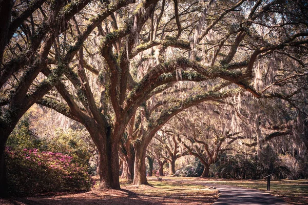Spanyol Yosunlarının Meşe Yolu Oak Trees Güney Carolina — Stok fotoğraf