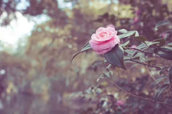 Yumuşak Tonlu Vintage Çiçeklerin Açtığı Bahar Manzarasına Bak — Stok fotoğraf