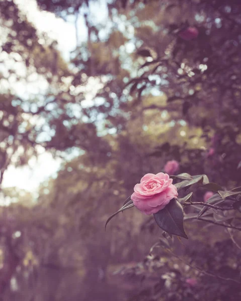 Yumuşak Tonlu Vintage Çiçeklerin Açtığı Bahar Manzarasına Bak — Stok fotoğraf