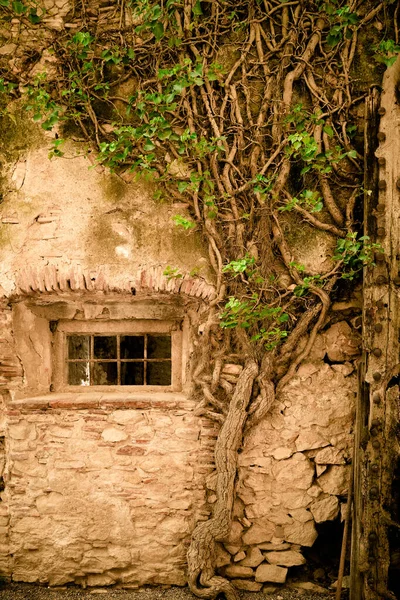 Ancient Stone Building Exterior Window Creeping Plant Medieval European Building — Stock Photo, Image