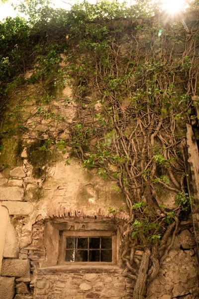 欧洲中世纪建筑上有窗户和爬行植物的古代石制建筑 — 图库照片