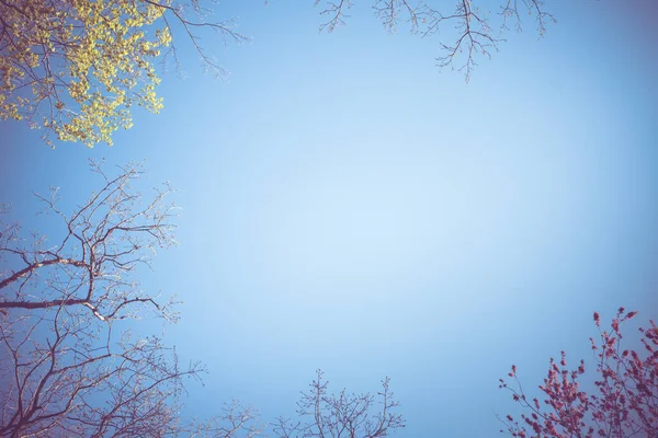 Nature Background Image Blue Sky Various Tree Overhead Image Has — Foto de Stock