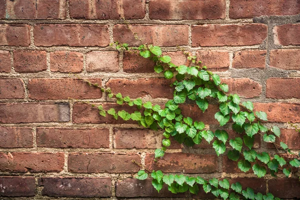Backdrop Image Brick Exterior Wall Creepy Green Ivy Vine — Fotografia de Stock