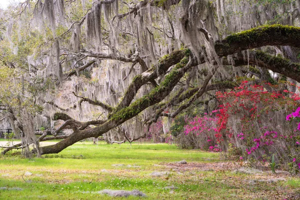 Ağaçlı Güzel Bir Bahar Bahçesi Açelya Çiçekleri Açan Güney Carolina — Stok fotoğraf