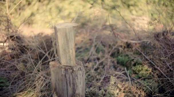 Man Chopping Wood Axe High Quality Fullhd Footage — Stock Video