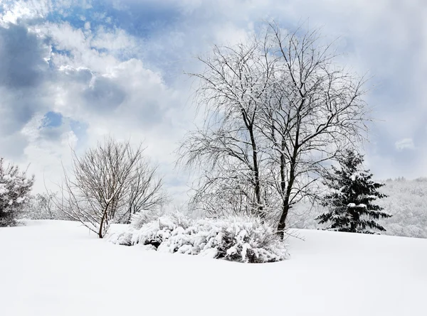 Paysage dans le parc d'hiver — Photo