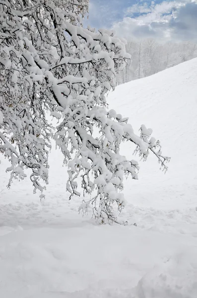 Paysage dans le parc d'hiver — Photo