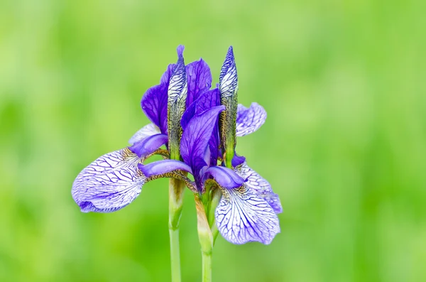 Japanese iris or Siberian iris — Stock Photo, Image