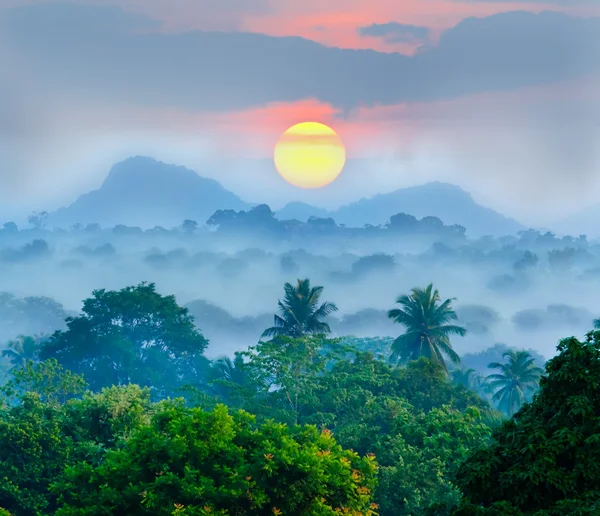 Nascer do sol nas selvas — Fotografia de Stock