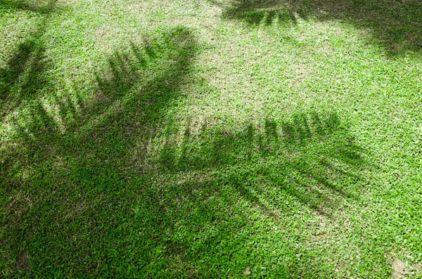 Sombra de las hojas de la palma —  Fotos de Stock