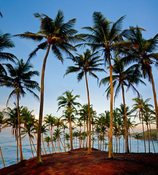Silhuetter av palmer — Stockfoto