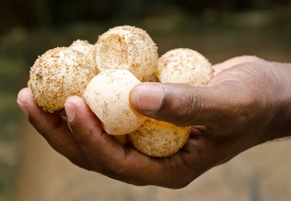 Huevos de tortugas verdes — Foto de Stock