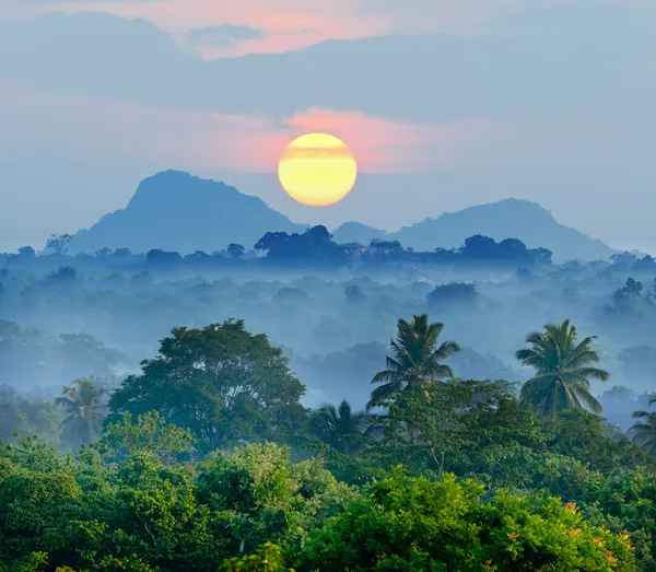 Sunrise a dzsungel Jogdíjmentes Stock Képek