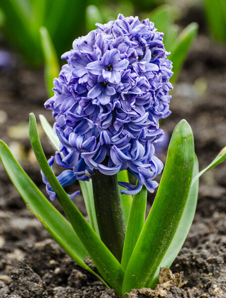 Hyacinth