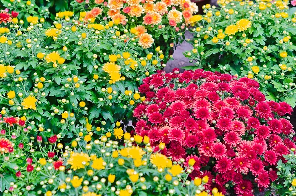 Jardín de flores — Foto de Stock