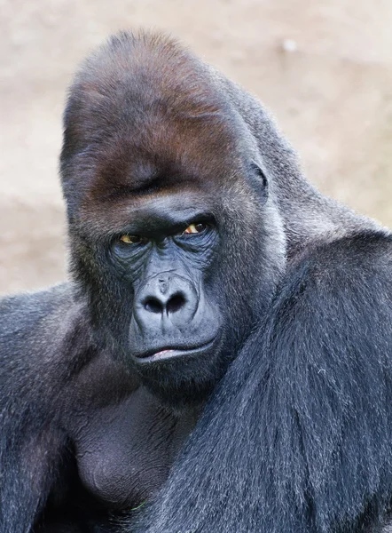 A hím Gorilla portréja — Stock Fotó