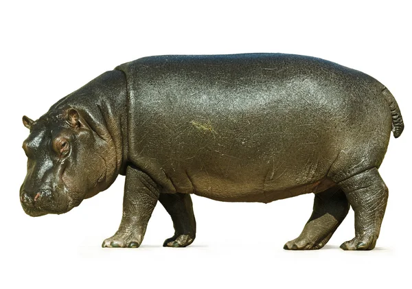 Baby Hippo Isolated on White Background — Stock Photo, Image