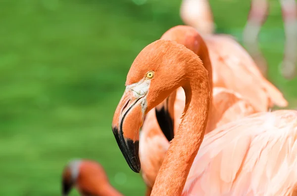 Portrait of pink flamingo — Stock Photo, Image