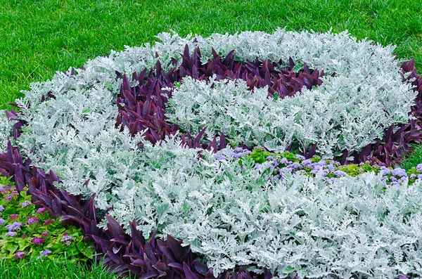 Flower garden — Stock Image Flower garden Stock Picture