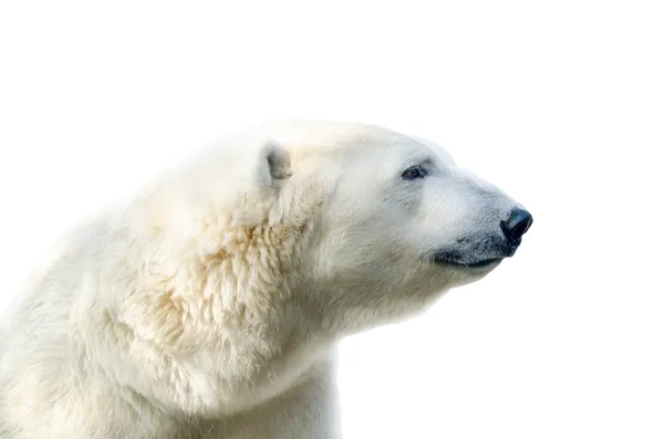 Арктический белый медведь, Ursus maritimus Стоковое Фото