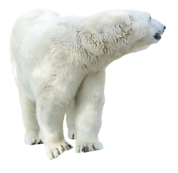 Арктический белый медведь, Ursus maritimus Лицензионные Стоковые Изображения