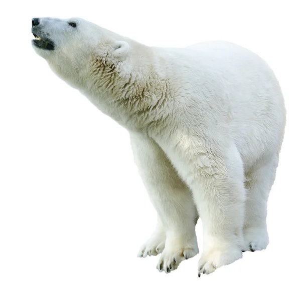 Arctic polar bear, Ursus maritimus — Stock Photo, Image