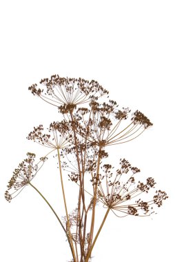 Beyaz arka plan üzerinde rezene