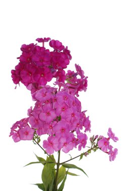 Dekoratif Bahçe yaz çiçek