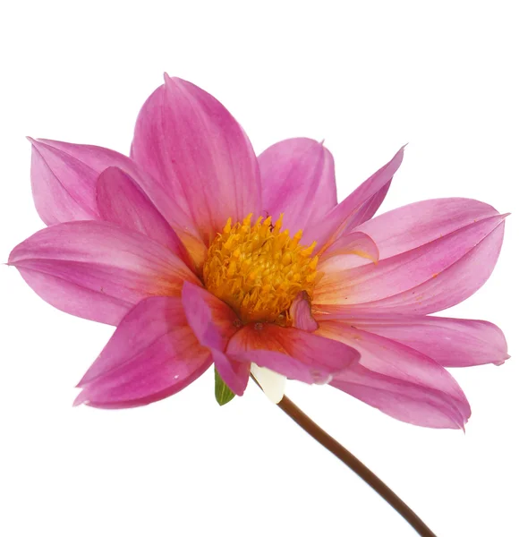 Krásný růžový květ — Stock fotografie