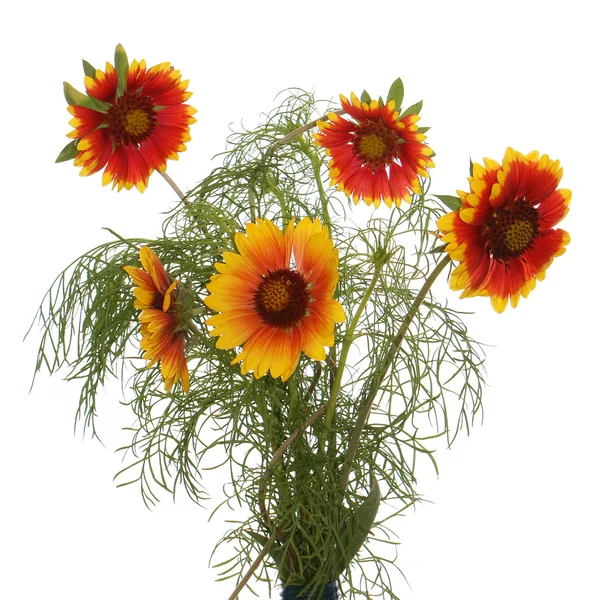 Celebratory bouquet of summer flowers — Stock Photo, Image