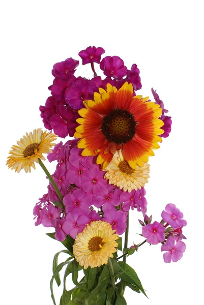 El jardín decorativo flores de verano — Foto de Stock