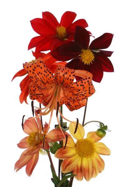 Garden summer flowers — Stock Photo, Image