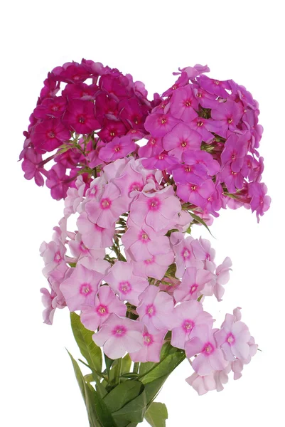 A dekoratív kerti nyári virágok — Stock Fotó