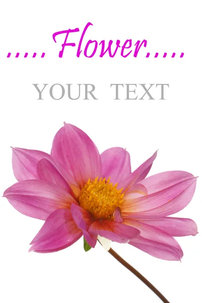 The pink beautiful decorative flowers — Stock Photo, Image