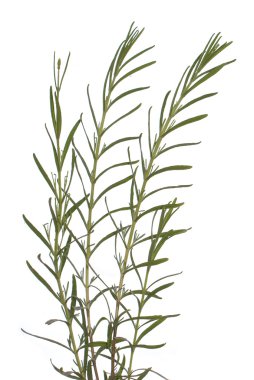 Dekoratif yeşil bitkiler