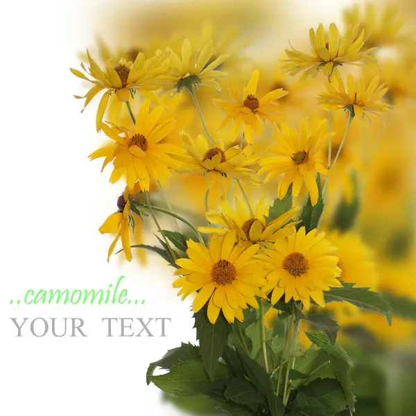 Celebratory bouquet of summer decorative yellow camomile — Stock Photo, Image