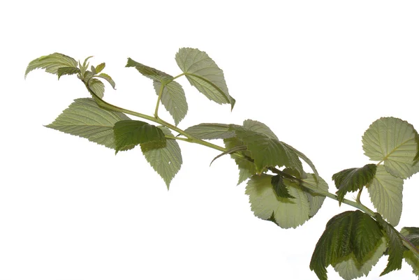 Naturen bakgrunden — Stockfoto