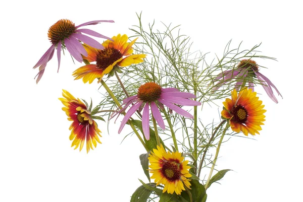 Il giardino decorativo fiori estivi su sfondo bianco — Foto Stock