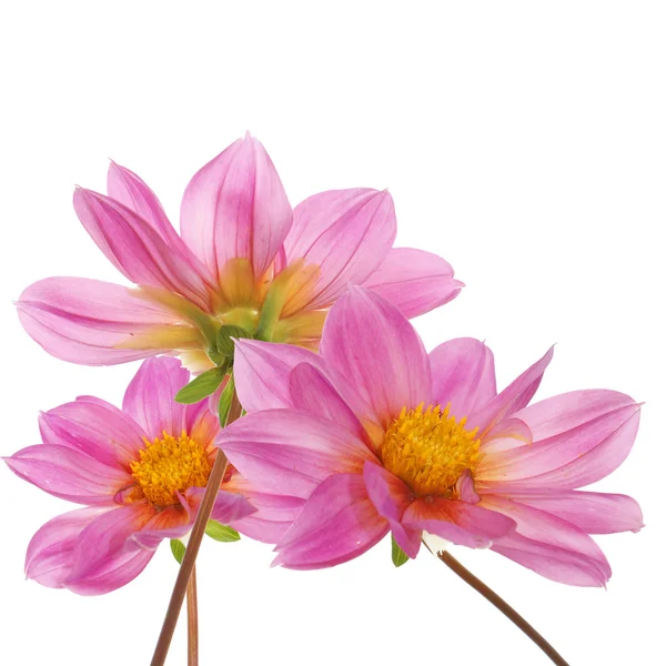 I bei fiori decorativi rosa — Foto Stock
