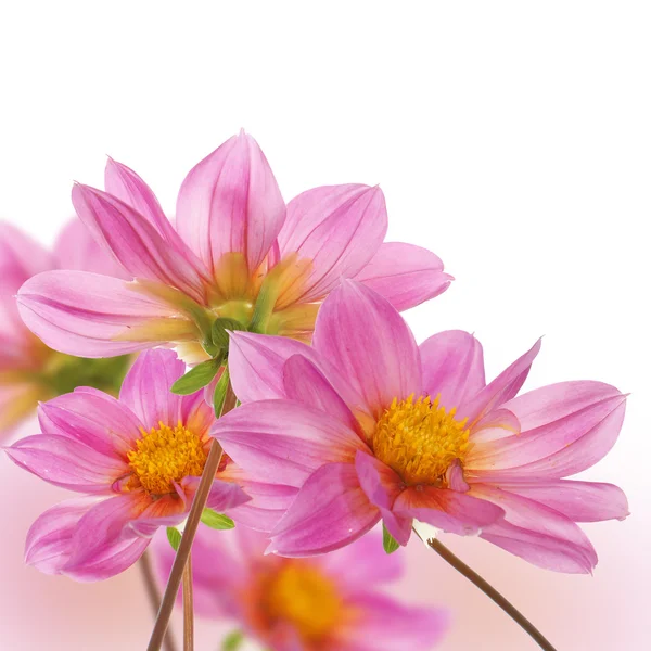 De roze prachtige decoratieve bloemen op witte achtergrond — Stockfoto